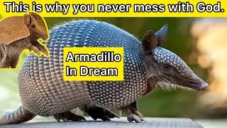Armadillo in Dream the hidden secret meaning of this Dream will surprise you watch it now free