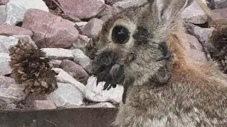 Zombie rabbits popping up in Colorado