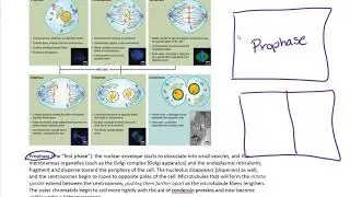 4 square vocabulary cards