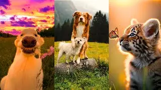 Animals Deep Relationship with Each Other | 45 Minutes   of FUNNY Pets 😍
