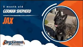 German Shepherd 🐾Off leash Training | Best Dog Trainer | Reno, NV🐾