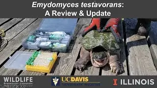 Another fungal disease in reptiles? The evolving story of Emydomyces