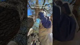 Трюк или дерево