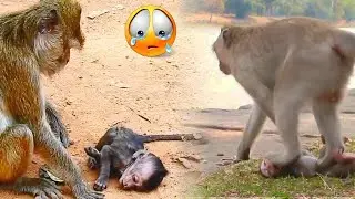 Baby monkey stubbornly refuses to wean 😥