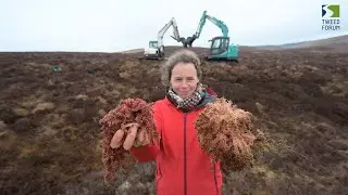 Peatland restoration in the Tweed catchment