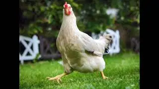 Shower Thoughts Podcast: Chicken