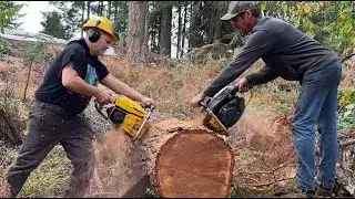 MONSTER CHAINSAWS , RACE TO THE BOTTOM.