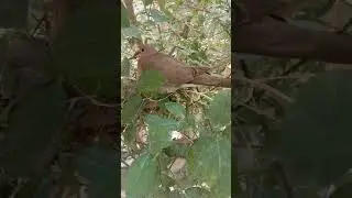 DIY Nest for Birds | How to make Nest for Birds | Save Birds🐥 | Nature lover 🌱