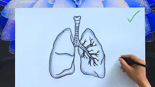 How to Draw a Human Lungs | Easy Anatomy Diagram with Labels | Lungs Drawing