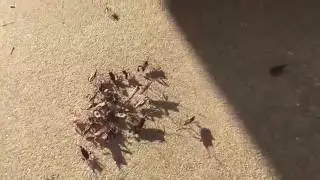 Seed Bug Huddle