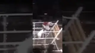 The world recorded jump on horse (2m 35)
