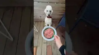 A raw diet CHANGED my dog!