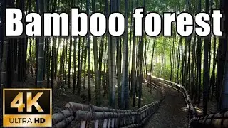 【4K Tokyo virtual tour】🇯🇵Walking around Bamboo forest in Higashikurume, Tokyo