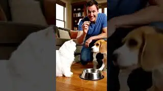 cats and dog fun part-3 #viral #catsfun #shortsviral