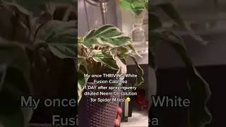 #whitefusion #calathea #calatheaplant #plants #indoorplants #houseplant