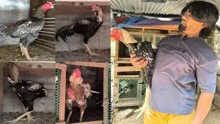 52 বিক্রি হবে  ভালো ব্লাডের আসিল মোরগ । aseel murga farm । Shomi Agro & Vlog।