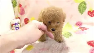 トイプー♀レッド10 4s