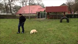 Border Collie Welpe 9 Wochen - Hundeschule Dog Campus