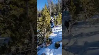 AUSSIE PUPS - NOKI AND NAULI NAJA #australianshepherds #mountains #hikingwithdogs #snow #dogs #fun