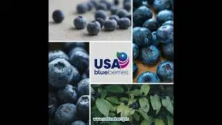 Loaded with Dietary Fiber: The Power of USA Blueberries 🫐