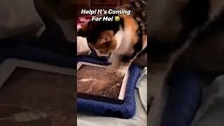 Cat Chasing Mouse? Or Mouse Chasing Cat?