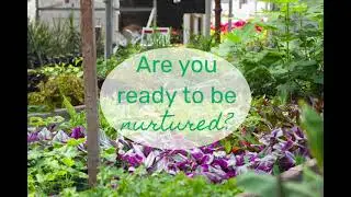 Houseplants Nurtured by Pros | Shipping Nationwide | Studley's Garden Center | Visit Today!