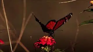 Butterflies in Flight - original piano song with violin