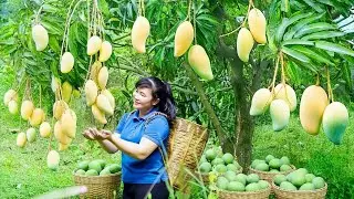 Harvest Mango, goes To Market Sell - Harvesting and Cooking | Daily Life