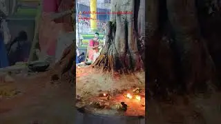 Lighting  diyas l  Peepal tree l  Ravi chettu l  Kartika Purnima l