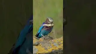 Lilac-breasted roller - the national bird of&nbsp; Kenya and Botswana.