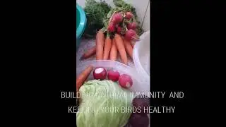 BUILDING NATURAL IMMUNITY BY FEEDING FRESH VEGETABLES