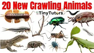 20 Crawling Animals Name in English & Hindi 🐍 | Kids Learning Animals | Tiny Tutors