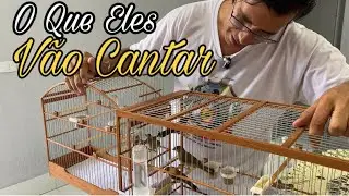 TIREI OS COLEIRO PARDO DO MANEJO SUBMISS&Atilde;O
