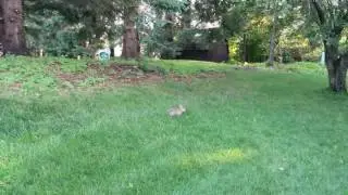 Jackalope