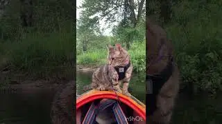 Kayaking with The Meower #kayaking #adventure #adventurecat #cat
