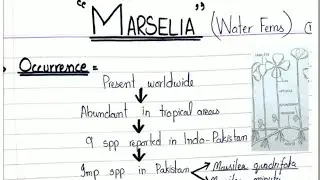 Marselia(Water Ferns) General Structure In Urdu/Hindi for Ads/Bsc/BS