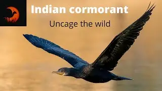 Indian cormorant preening | Indian Shag (Phalacrocorax fuscicollis) | Preening bird | Cormorant