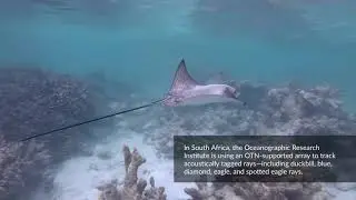 The Ocean Tracking Network&mdash;2020 Annual Report Highlights