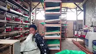 Kembali rutinitas di kandang puyuh REISHA PUYUH FRAM 