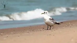 Wader Birds of Sonadia Island