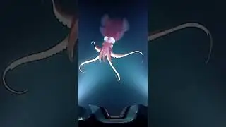 When the Submarine Found a Giant Squid 🦑 #marinemystery #ocean