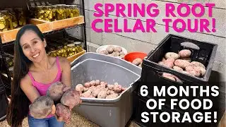 Spring Root Cellar Tour After 6 Months of Food Storage / Honest Food Storage Results!