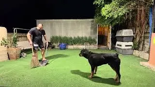 กิจวัตรยามเย็นสุนัข             Dog Training Home ครับ