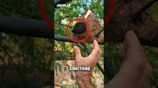 Don't catch this black furry creature, guys‼️