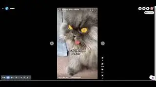 Bobbie the cat.  Combining MJ and a fur derp!  Day improved 100%! LOL