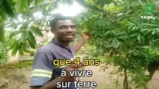 Commenr POLLINISER et GAINER du corossolier ? #secrets #technique