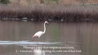 Feeding Behaviour of Greater Flamingo (Phoenicopterus roseus)