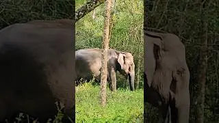 🦣🦣 ரூமுக்கு செல்லும் வழியில் வழி நெடுக யானைகள் | Jolly Trip