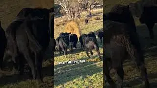 Runaway Hay Bale Sparks Cow Chase! 🐄😂 #shorts #shortsvideo