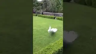 Un paon blanc fait la roue